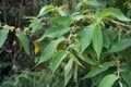Green Trema orientalis L. Blume, Celtis commersonii Brongn., C. discolor Brongn., C. glomerata Hochst. on nature