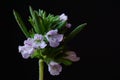 Medicinal plants - Blooming summer savory or thyme flowers, Satureja hortensis Royalty Free Stock Photo