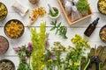Medicinal plants, bowls of dry medicinal herbs, tea bags, dropper bottle of essential oil, pruner and gloves on wooden table. Royalty Free Stock Photo