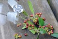 Medicinal plants: branch of Rhamnus alaternus with fruits in a glass jar on a wooden table