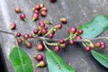 Medicinal plants: branch of Rhamnus alaternus with fruits on a wooden board