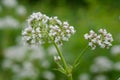 Pink flowering common Valerian