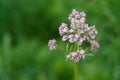 Pink flowering common Valerian