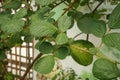 Leaves of Rubus ellipticus Sm. Rosaceae. The leaves have properties for treating Angular cheilitis. medicinal plants. Thai herbs Royalty Free Stock Photo