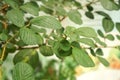 Leaves of Rubus ellipticus Sm. Rosaceae. The leaves have properties for treating Angular cheilitis. medicinal plants. Thai herbs Royalty Free Stock Photo