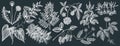 Medicinal plants collection on chalkboard. Hand-sketched adaptogenic berries, weeds, herbs set. Perfect for recipe, label,