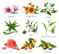 Medicinal plants and flavors. Magnolia, calendula flower, jasmine, aloe, jojoba, tea, rose, argania and macadamia. 3d vector Royalty Free Stock Photo