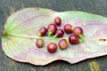 Medicinal plants: fruits of Rhamnus alaternus on a leaf