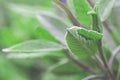 Medicinal plants in the garden: a young sage bush Royalty Free Stock Photo