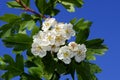 Medicinal plants: hawthorn flowers Crataegus monogyna