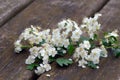 Medicinal plants: hawthorn flowers (Crataegus monogyna) on a wooden board