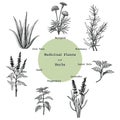 Medicinal plants and herbs hand drawing vintage engraving illustration Royalty Free Stock Photo