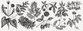 Medicinal plants illustrations collection. Hand-sketched adaptogenic berries, weeds, herbs set. Perfect for recipe, menu, label, Royalty Free Stock Photo