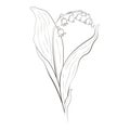 Medicinal plants lily of the valley hand drawn vector transparent background Royalty Free Stock Photo