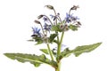 Medicinal plant isolated on white background: Borage or Starflower Borago officinalis with blossoms, stem and leaves where the u Royalty Free Stock Photo