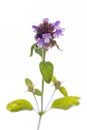 Medicinal plant from my garden: Prunella vulgaris  common self-heal  single flower with leafs isolated on white background Royalty Free Stock Photo