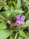 Melastoma malabathricum fruit and flower Royalty Free Stock Photo