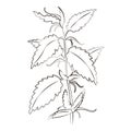 Medicinal plants nettle hand drawn vector transparent background