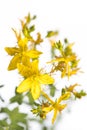 Medicinal plant from my garden: Hypericum perforatum  perforate St John`s-wort  yellow flowers and green leafs isolated on white Royalty Free Stock Photo