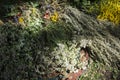 Medicinal plants and raw materials laid out on a colored rug and illuminated by the bright sun Royalty Free Stock Photo