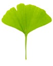 Single fresh spring green leaf of gingko Ginkgo biloba isolated on white background Royalty Free Stock Photo
