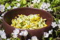 Medicinal plants in spring- yellow cowslips Primula veris blossoms for tea and small white blossoms with fresh green leaves of Royalty Free Stock Photo