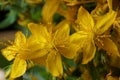 Medicinal plants - St. John\'s wort flowers Hypericum perforatum Royalty Free Stock Photo