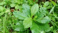 Medicinal plants and vegetables Talinum paniculatum Jewels Of Opar, Full tree looks fresh when exposed to raindrops in the morning Royalty Free Stock Photo