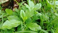 Medicinal plants and vegetables Talinum paniculatum Jewels Of Opar, looks fresh when exposed to raindrops in the morning close eng Royalty Free Stock Photo