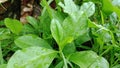 Medicinal plants and vegetables Talinum paniculatum Jewels Of Opar, looks fresh when exposed to raindrops in the morning Closer Royalty Free Stock Photo