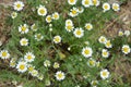 Medicinal plants, wild flowers of Ukraine, small white chamomile, mayweed, Matricaria growing not far from home. Royalty Free Stock Photo