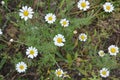 Medicinal plants, wild flowers of Ukraine, small white chamomile, mayweed, Matricaria growing not far from home. Royalty Free Stock Photo