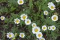 Medicinal plants, wild flowers of Ukraine, small white chamomile, mayweed, Matricaria growing not far from home. Royalty Free Stock Photo