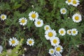 Medicinal plants, wild flowers of Ukraine, small white chamomile, mayweed, Matricaria growing not far from home. Royalty Free Stock Photo