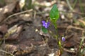 Medicinal plants. Wild violet viola in spring in the forest. The background is blurred Royalty Free Stock Photo