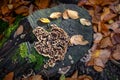 Medicinal polypore Trametes versicolor mushroom commonly called Turkey tail on stump in colorful autumnal forest