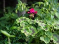 Red Geraniums bloomed in a secluded corner of the garden after transplanting into the open ground.Spring flower background