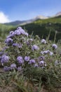 Medicinal shrub thyme plant Thymus serpyllum grows on a green meadow in summer mountain hill background