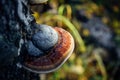 Medicinal tree mushroom chaga on the trunk of old birch, close-up. Large parasite mushroom in natural sunlight, blurred background Royalty Free Stock Photo