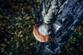 Medicinal tree mushroom chaga on the trunk of old birch, close-up. Large parasite mushroom in natural sunlight, blurred background Royalty Free Stock Photo