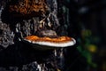 Medicinal tree mushroom chaga on the trunk of old birch, close-up. Orange parasite mushroom in natural sunlight, blurred Royalty Free Stock Photo