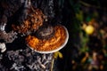 Medicinal tree mushroom chaga on the trunk of old birch, close-up. Orange parasite mushroom in natural sunlight, blurred