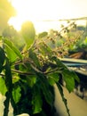 A Beautiful tulasi plant in a raising sun background