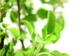 Medicinal tulsi or holy basil indian herb plant on white background