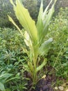 Medicinal turmeric plant