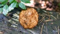 Medicinal useful forest mushroom Ramaria stricta