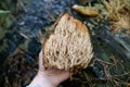 Medicinal useful forest mushroom Ramaria stricta