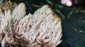 Medicinal useful forest mushroom Ramaria stricta Royalty Free Stock Photo