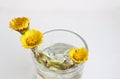 Medicinal useful plant coltsfoot. Yellow flowers of coltsfoot in medical ware. Health care.