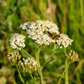 Medicinal wild herb Yarrow Royalty Free Stock Photo